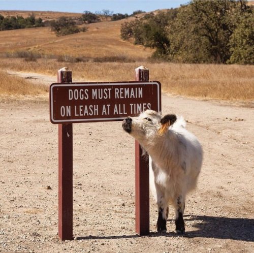 tastefullyoffensive:  Showoff. (via goocity)