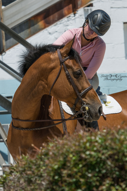 sit2beats:  Candid love &lt;3 ⒸLevitt Equine Photography | ig: glphotography_ ~Click for high-re