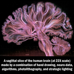 asapscience:  For more visualizations and to learn more visit: http://www.gregadunn.com/self-reflected/videos/