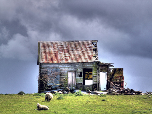destroyed-and-abandoned:  House has half disappeared, alone on a hill with sheep for company. Near Bulls, New Zealand Source: brian nz (flickr) 