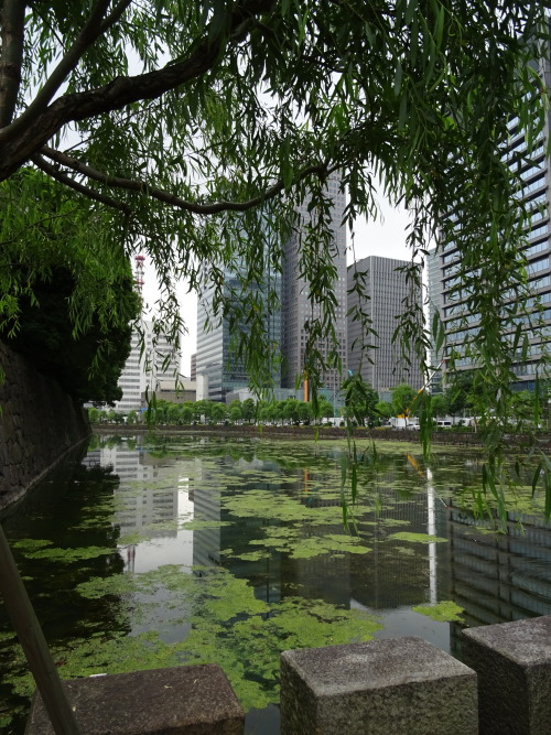 millyamaryllis: View from the threshold of the imperial palace gardens, Tokyo.