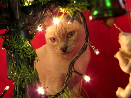 larytadaftjustice:Every single year!!! What are you even doing behind the tree?