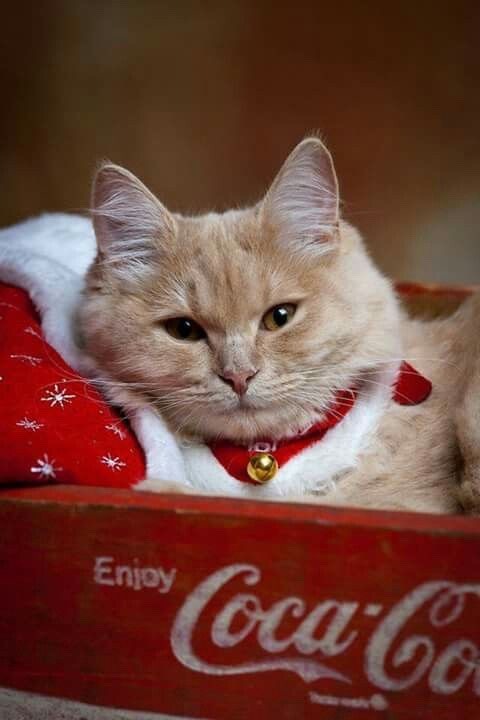 coolcatgroup:Happy Holidays everyone!!!!