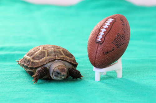 thewhimsyturtle:Super Bowl XLIX, Part 1It’s Super Bowl Sunday! After Ballghazi/Deflategate, c