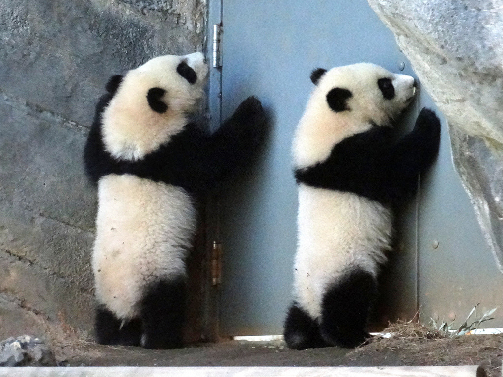 giantpandaphotos:  Twin sisters Mei Lun and Mei Huan at Zoo Atlanta on March 20,