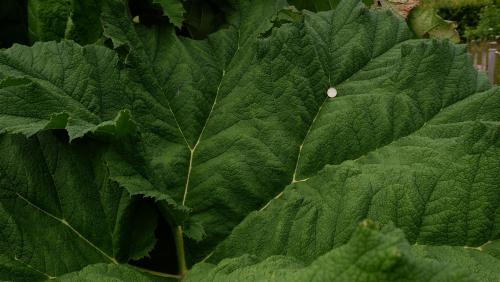 Not just any leaf - this is a very very big leaf.The shiny thing is a £1 coin to provide scale