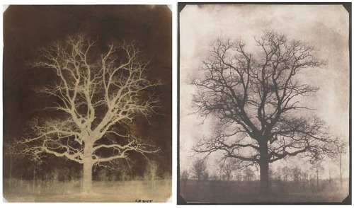 hauntedbystorytelling:William Henry Fox Talbot :: An oak tree in winter, Lacock, ca. 1842-1843. Calo