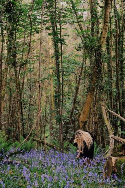 sunfl0wer-spirit:  “But the princess wants to stay, she must find her heart” - Leap the Elk and Little Princess Cottongrass 