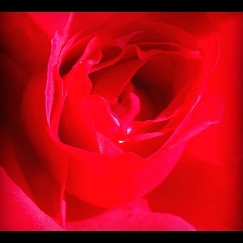 #Rose #sexy #naturesfragrance  (at Hacienda Pèrez-Garcia)