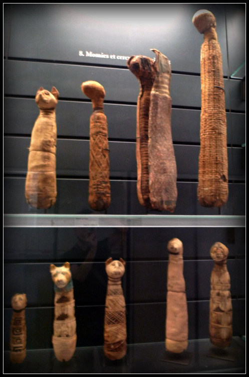 ancientart:Egyptian mummified cats at the Louvre. Courtesy of the Louvre, France, photos taken by Ja