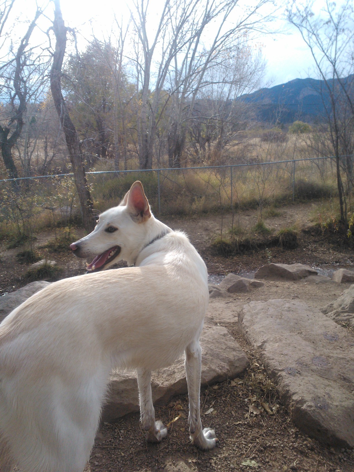 What better way to end the weekend than by taking your dog to the dog park?