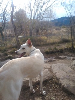 What Better Way To End The Weekend Than By Taking Your Dog To The Dog Park?