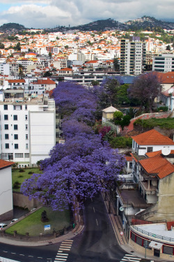 Travelingcolors:  Funchal, Madeira | Portugal (By Curtis And Juanita)