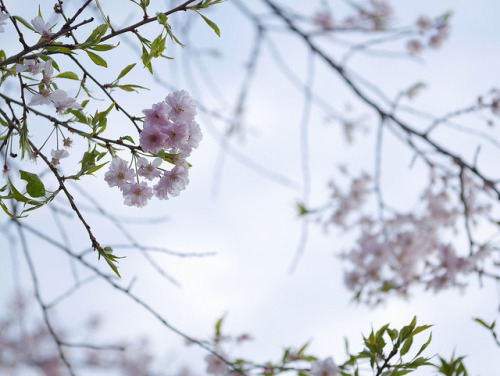 Blossoms by CentipedeCarpet on Flickr.