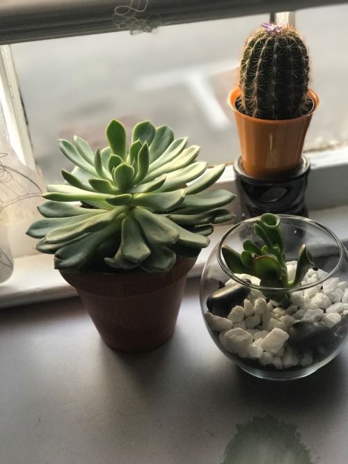 kozmic-bluess:Ryan got me some new plant babies!