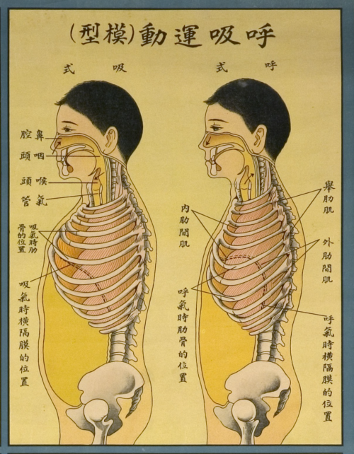 nemfrog: Respiratory system. Lungs and breathing exercises. 1933. Poster detail. U.S. National 