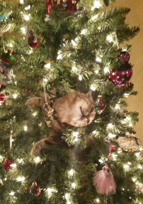 awesome-picz:   Cats Helping Decorate Christmas Trees. 