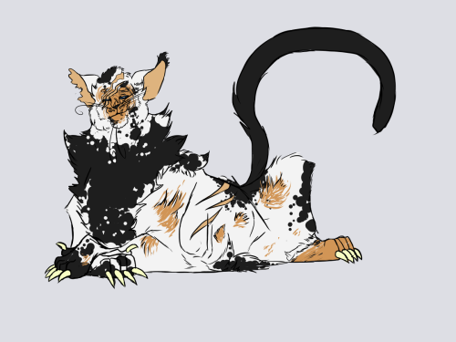 Ive Always Thought It Would Be Cool If Darktail Could Be A Lykoi / Maine Coon Mix