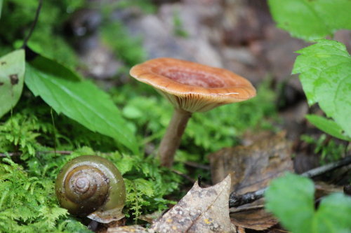 Snail and a Shroom by Rufio1888