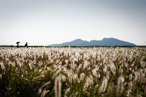 Flowering cogongrass at Ueumdo and Hyeongdo, Hwaseong, Gyeonggi-do.