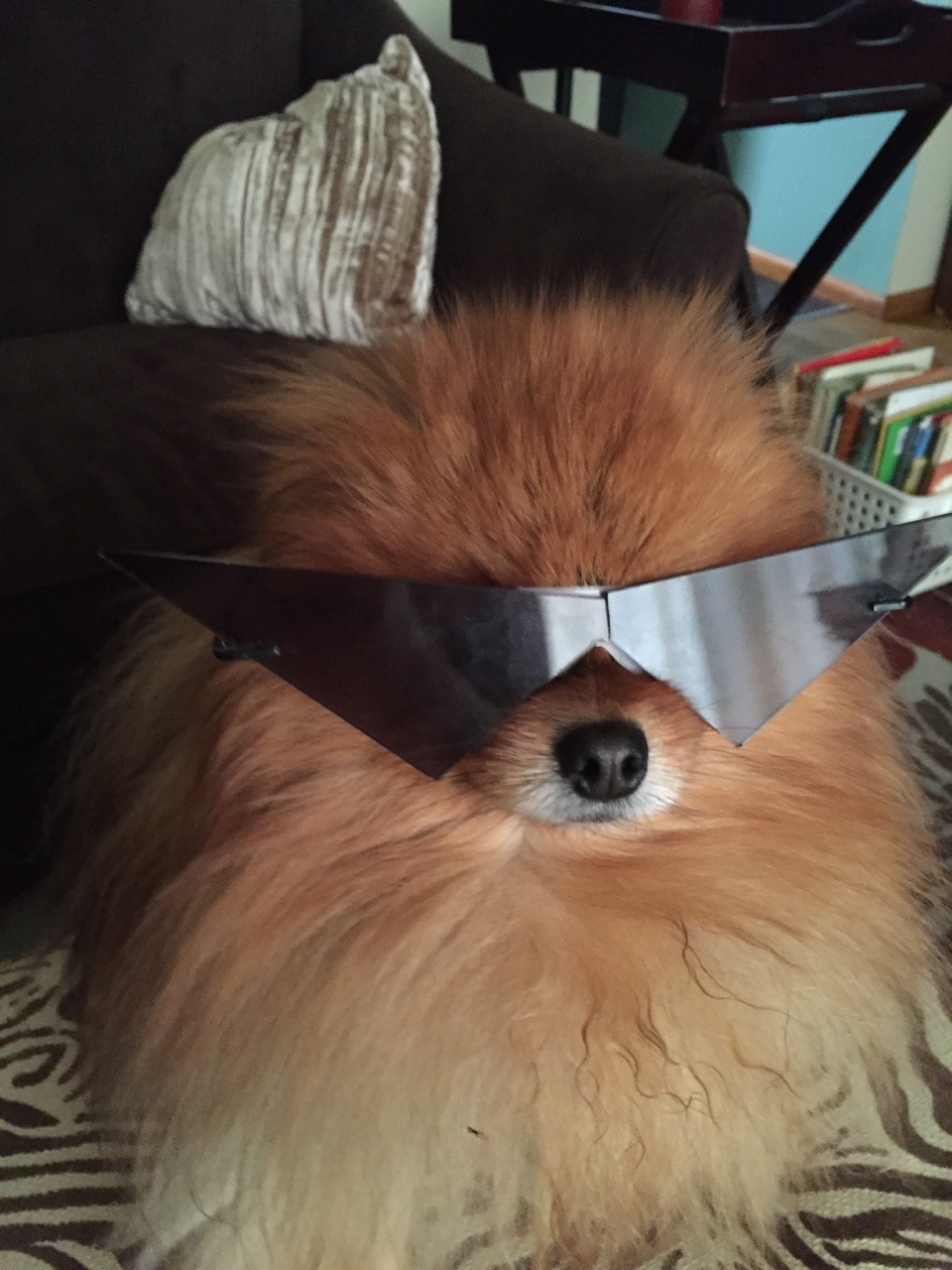 jakerdoodle:So I found out about Pomeranian Dirk and well I did this to my dogsI