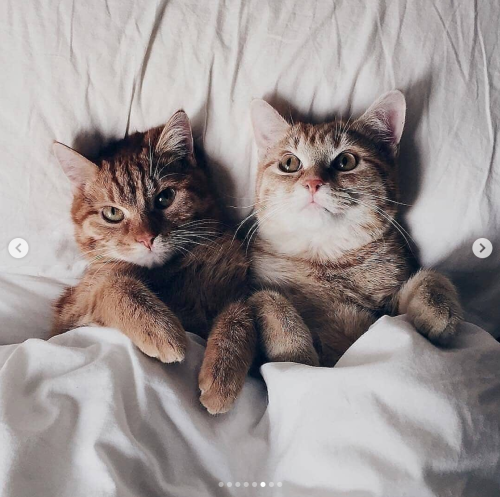 justcatposts: So much love  via @anyagrapes