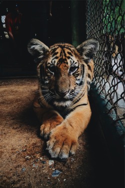 thelavishsociety:  Baby Tiger by Paula Borowska | LVSH