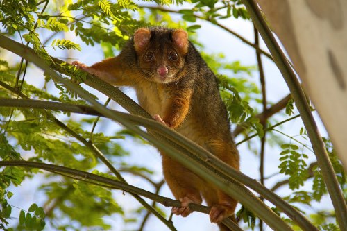 Common ringtail possum (Pseudocheirus peregrinus)The common ringtail possum is an Australian marsupi