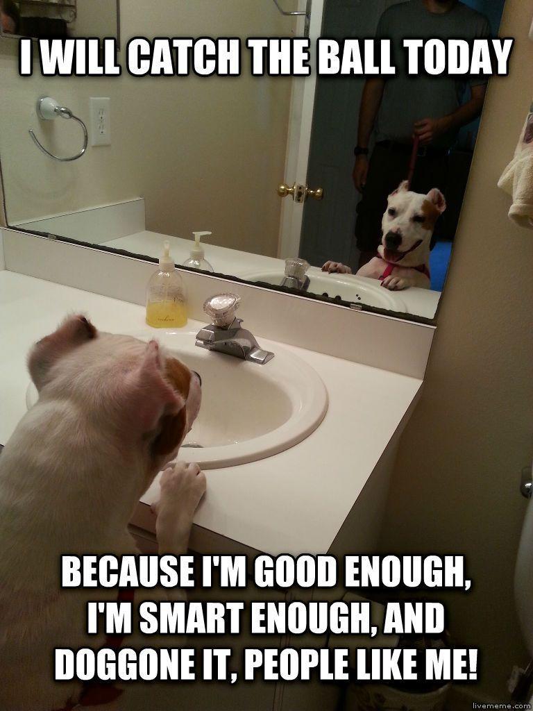 crsbbq:  Dog affirmations 