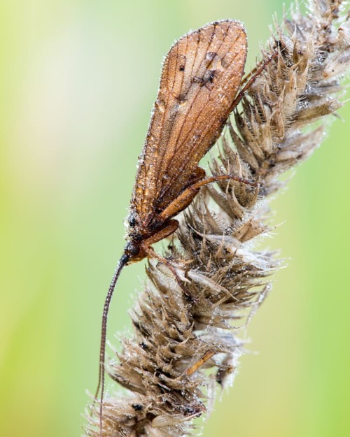 Köcherfliege#köcherfliege #sedge #sedge #insects #lebenamwasser #nature #naturfotografie #makrofotog