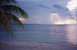 labonitafanny:  Montego Bay Jamaica Palm Tree Sunset Oct 1998 