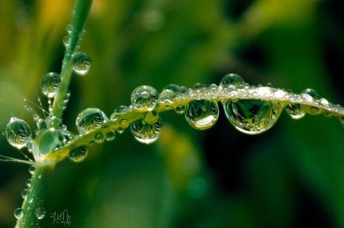 Drops #macro_creative_pictures#drops_perfection#macro_perfection#macro_mania__#exquisitepics