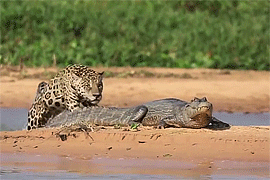 rose-on-the-mountain:bettsplendens:champawattigress:A Jaguar (Panthera onca) stalks and kills a caim