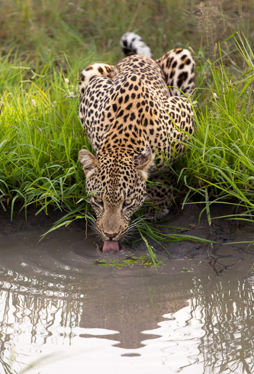 llbwwb:
“ (via 500px / I Watching by Manuel Graf)
”