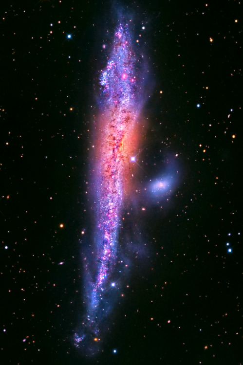 stellar-indulgence:  NGC 4631 (the Whale Galaxy or Caldwell 32) is a spiral galaxy, 30 million ly away in Canes Venatici. It has a central starburst, and is interacting with dwarf elliptical galaxy NGC 4627. The pair together is ARP 281  