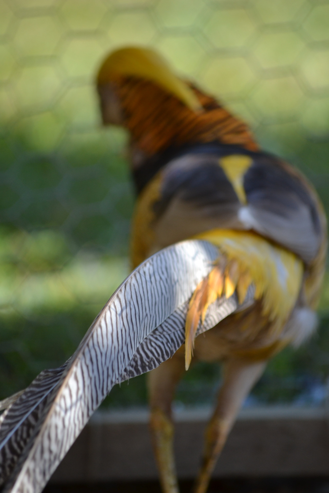 cjwhiteshizzle:  ORNAMENTAL PHEASANT APPRECIATION POST!!! red golds, yellow golds