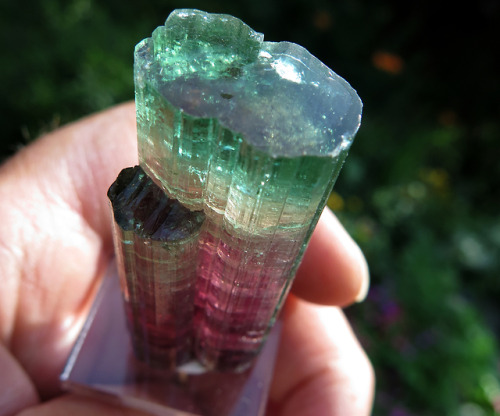 ghminerals:Important Find Gem Tourmaline Twin Crystal. Mined in Taquaral, Itinga, Minas Gerais, Braz