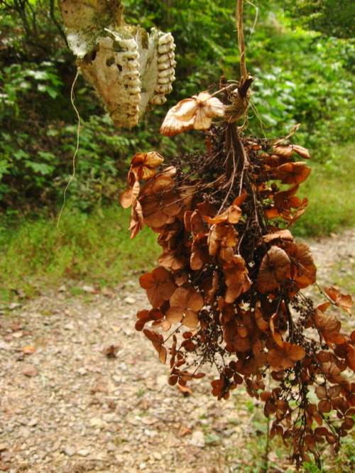 howlmountainfarm: New shrine for the fall with some assorted deer bones, kudzu fibers, and oakleaf h