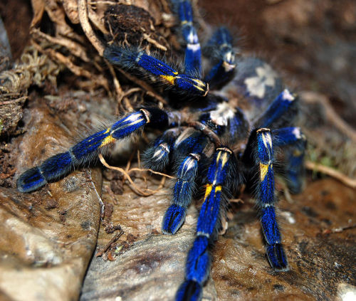 sixpenceee: The cobalt blue tarantula is native to Myanmer &amp; Thailand. It inhabits the 