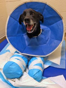 awwww-cute:  Chance the dog recovering from his fall off an overpass last week