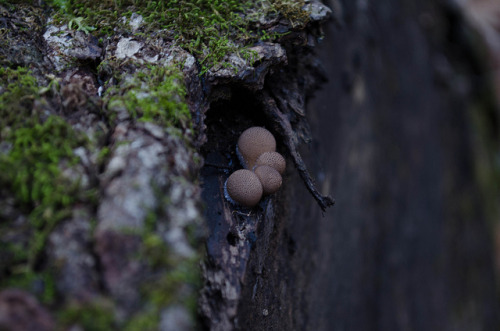 Forest Fungi 4 by Matthew Salas on Flickr.