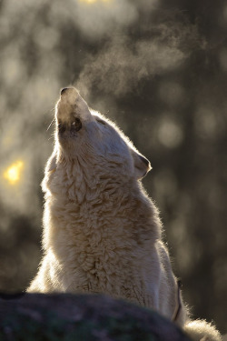 brutalgeneration:  SMOKIN’ (by conwest_john)