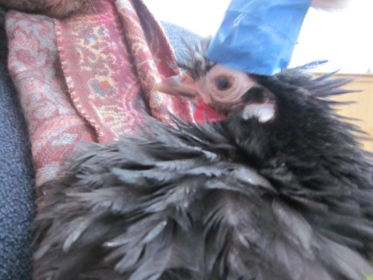 clickthefrog:  chickenkeeping:  draconym:  chickenkeeping:  yemenitehole:  lord-kitschener:  chickenkeeping:  chickenkeeping: whats the best way to trim the crest+beard of a silkie? this lady can barely see with all that floof!  apparently some people