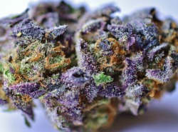 4toasterstrudel20:  Some of the best purp