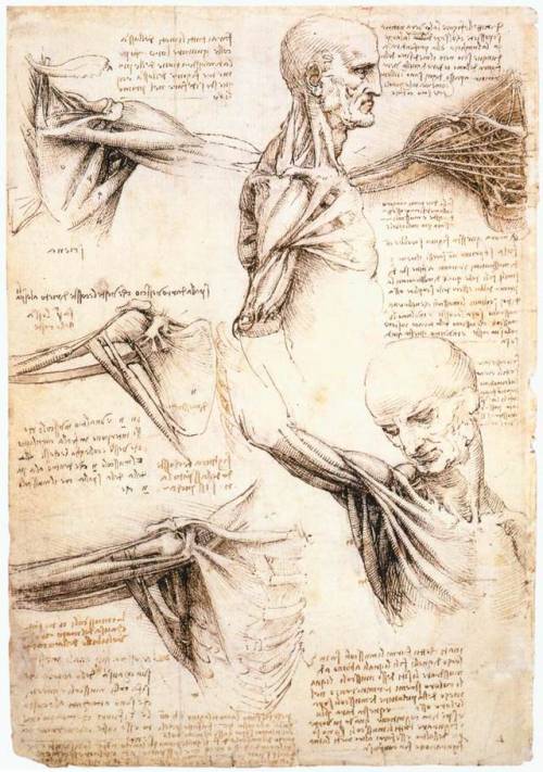 Anatomical Studies Of The Shoulder, 1510, Leonardo Da Vinci