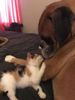 Awwww-Cute:  Mom’s Friend Is Fostering A Kitten. Their Old Boxer Is In Love With