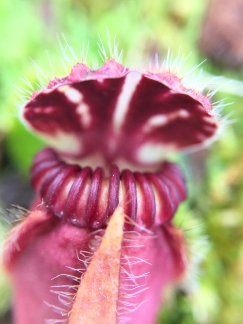 Cephalotus have a unique feature; on the interior of the trap is a bright, white, slippery collar ba