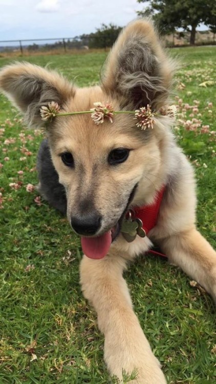 missmirandaaraee: this dog is prettier than I am