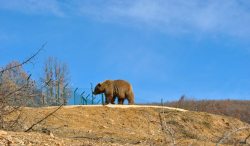 jacensolodjo:  princess-tia-beanie:  acoolguy:  bear-pictures:  Magnificent Ron beautifully completes this blue sky panorama at Bear Sanctuary Prishtina   Magnificent Ron  I love you Magnificent Ron  @artemispanthar