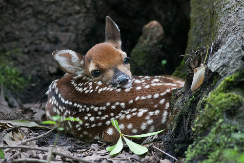 nordravn:Francis Beidler Forest - Fawn by jckegley on Flickr.